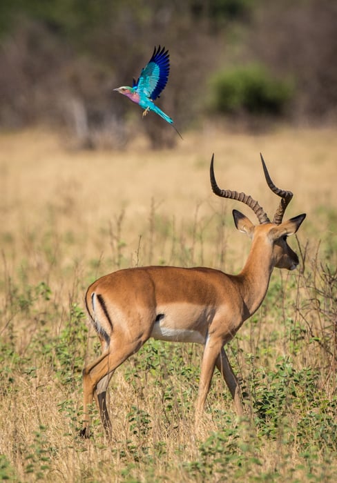 Cool safari portrait of a Lilac-breasted Roller flying above a walking Impala.