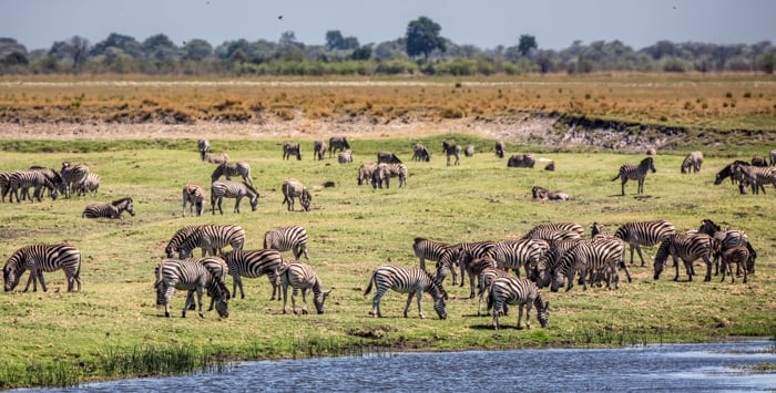 Zebras grazing in a safari park in Africa