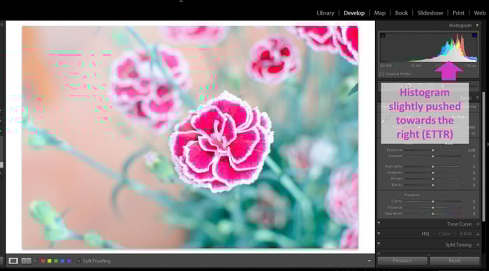 A screenshot of an overexposed picture of a pink flower in Adobe Lightroom with the histogram highlighted showing ETTR