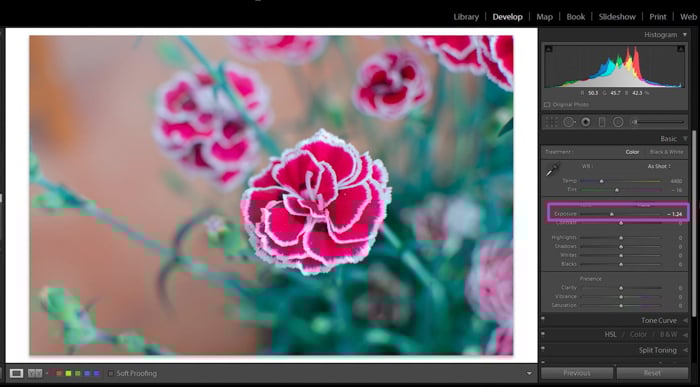 A screenshot of bringing down an overexposed picture of a pink flower in Adobe Lightroom