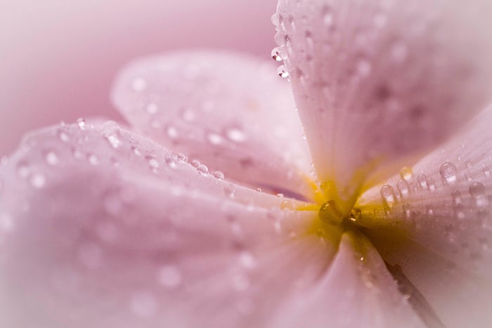 A close up photo of abstract flowers with a colorful pink blur and waterdrops