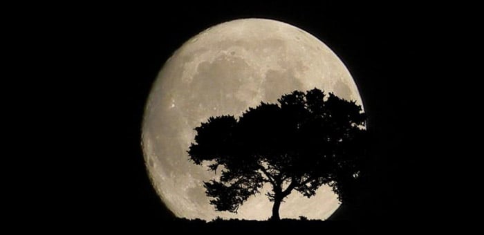 The silhouette of a tree in front of a full moon
