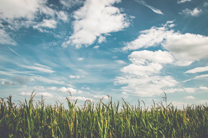 A harmonious landscape shot of grass under a cloudy sky - color theory for landscape photography