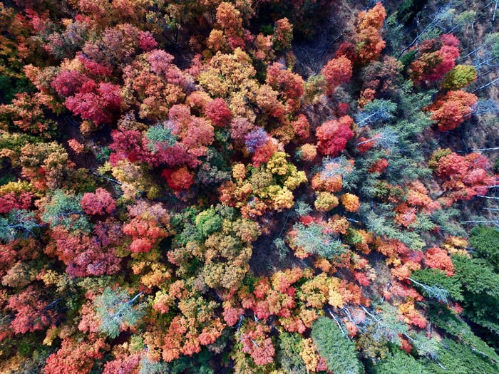 An aerial photo of trees in a forest -photography themes