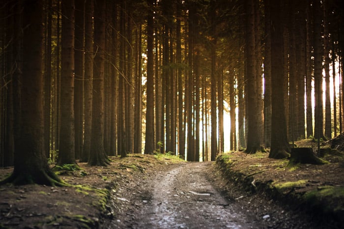 Atmospheric view of trees in a forest -photography themes