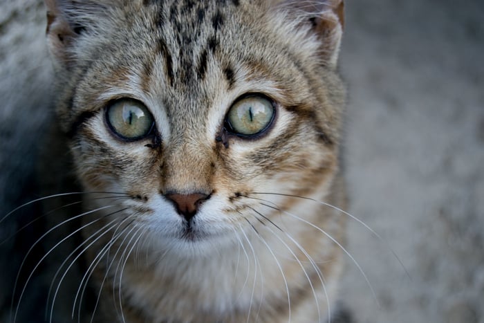 A close up photo of a cat with Clarity value: 0