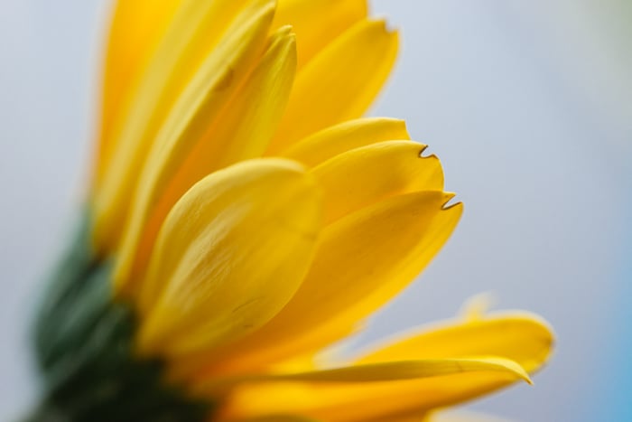 a macro shot of a yellow flower - macro photography lighting tips