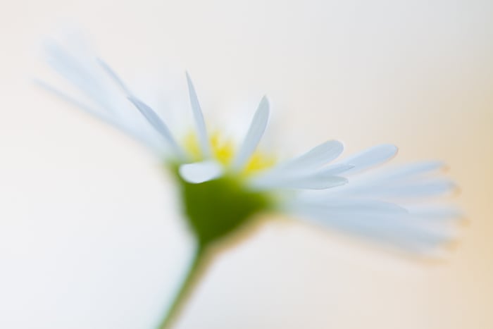 A soft focus fine art macro photos of a flower