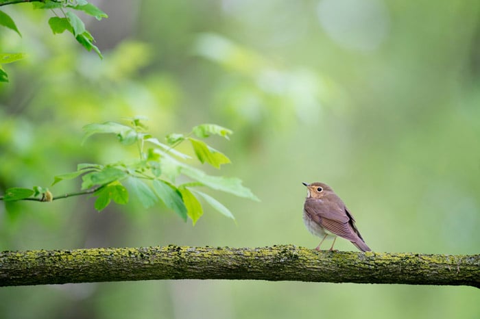 a robin on a branch - symbolism photography