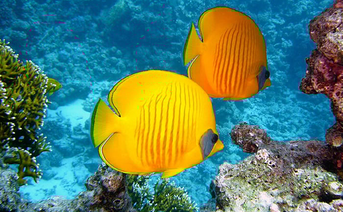 a beautiful image of yellow fish underwater