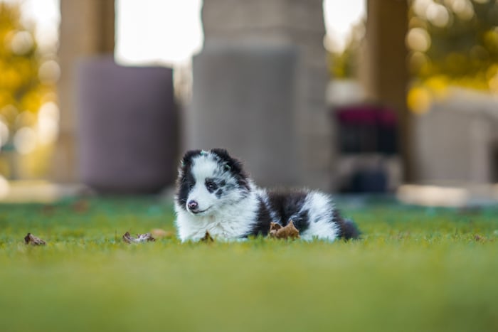 Photo of a dog lying in the grass on a field