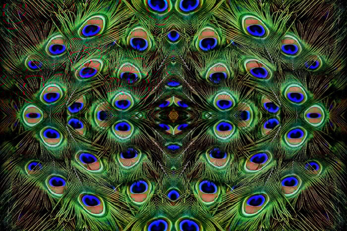 Photo of colorful peacock feathers mirrored