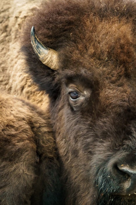 American bison looking into the camera