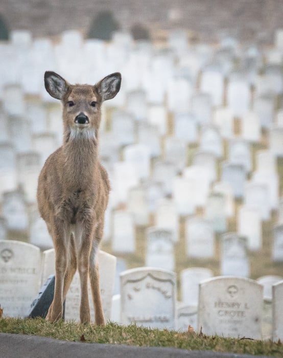 White-tailed deer at Jefferson Barracks cemetery