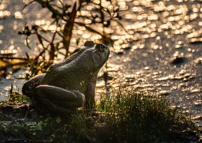 A frog on the side of a lake