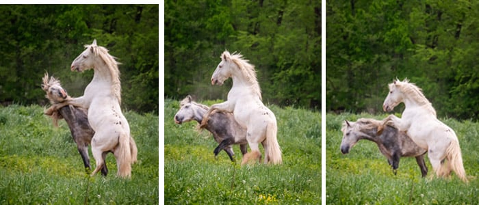 Two horses in front of a forest.
