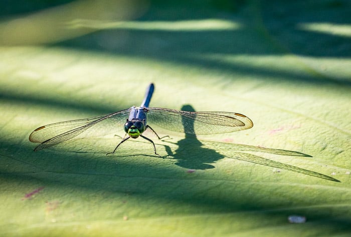 A dragonfly basking in sunlight on a leaf shot using a camera bean bag
