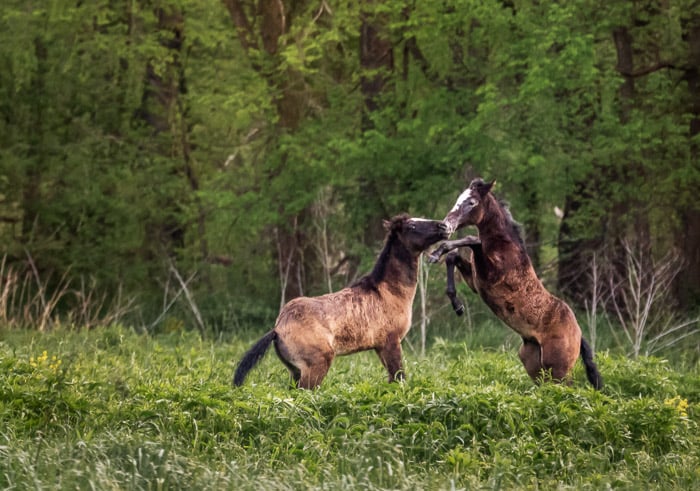 Photo of wild horses playing