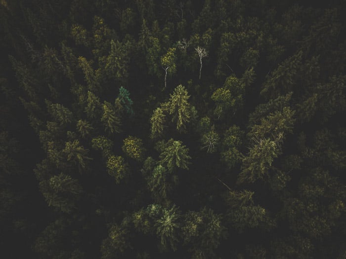 Photo of a forest from bird's eye view with photo vignetting in the corners