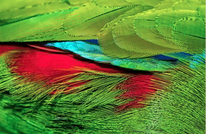 the brightly colored feathers of a tropical bird featuring moire effect
