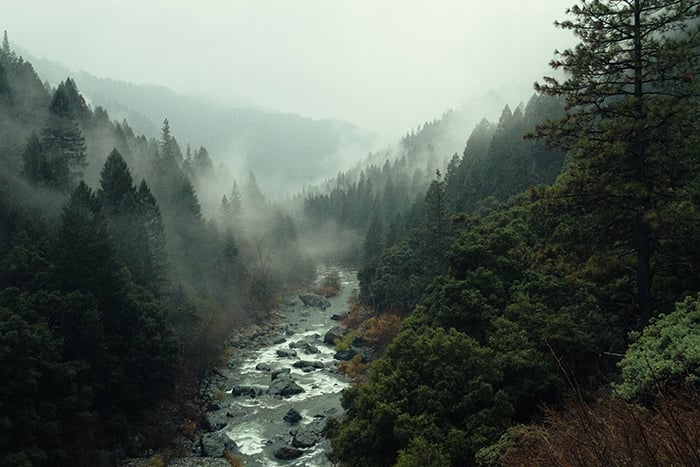 Moody landscape shot of a forest with a river
