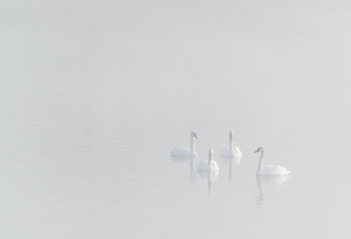 Four swans in a lake