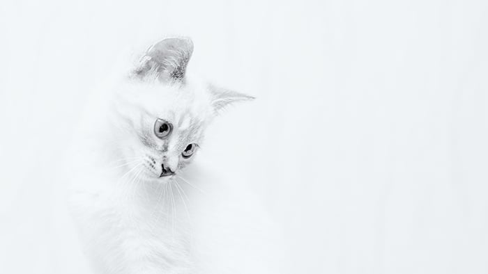 A porttrait of a white cat against white background