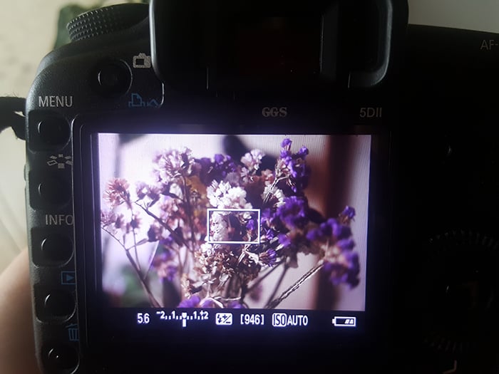 A close up of a DSLR camera shooting a flower with aperture priority mode