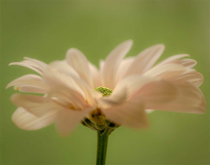 Close-up photo of a white flower