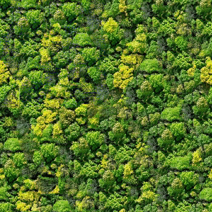 An aerial photography view of a dense forest