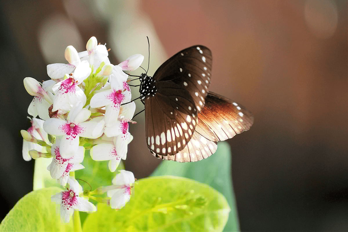 Close-up of a&nbsp;butterfly as an added subject for flower photography