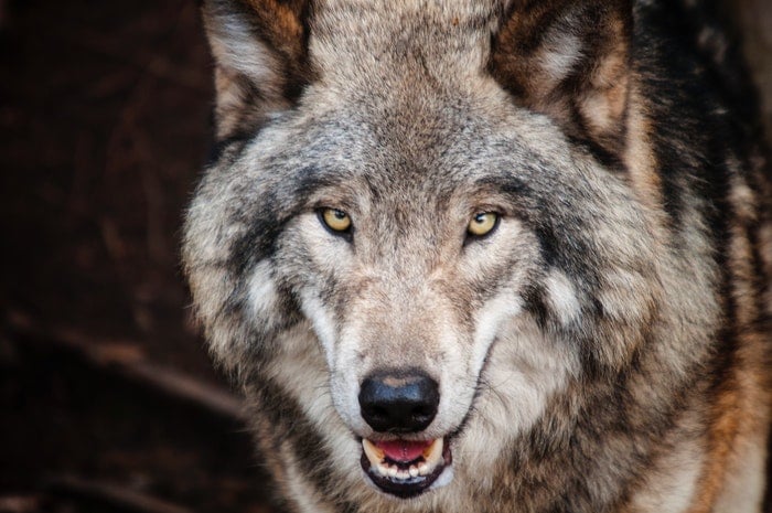 close-up photo of a wolf