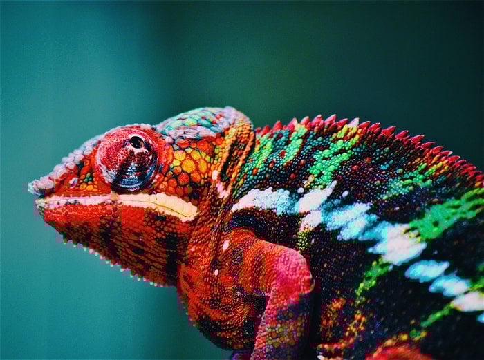 A colorful chameleon 