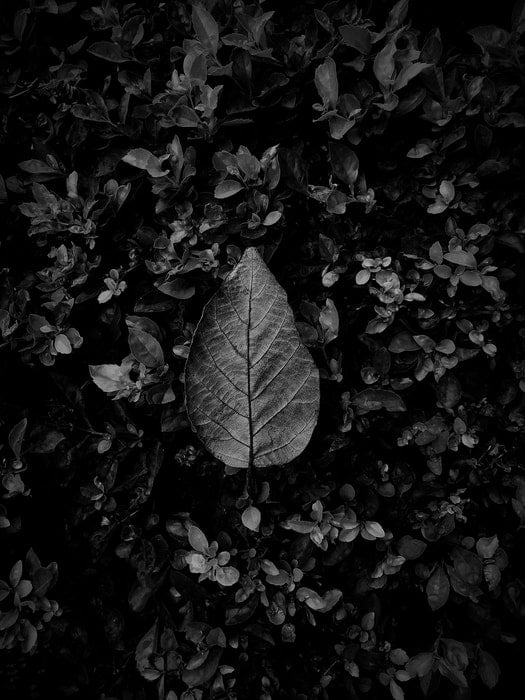 A leaf surrounded by plants in the background.
