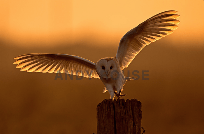 Stunning owl photo by Andy Rouse