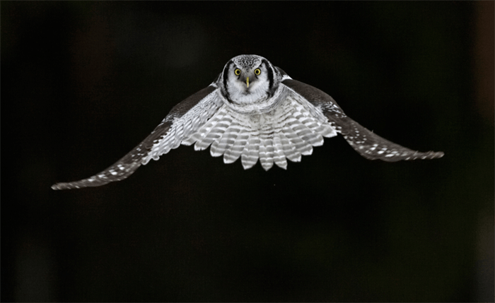 An owl in flight
