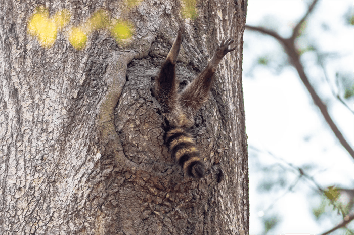 Funny photo of a raccoon stuck in a tree from the Comedy Wildlife Photography Awards