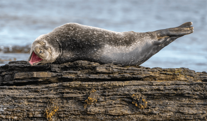 Funny photo of a laughing seal from the Comedy Wildlife Photography Awards