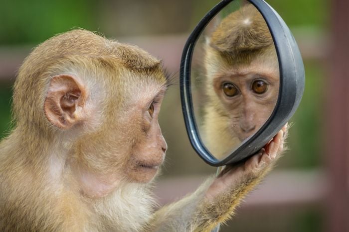 photo of a monkey holding a mirror