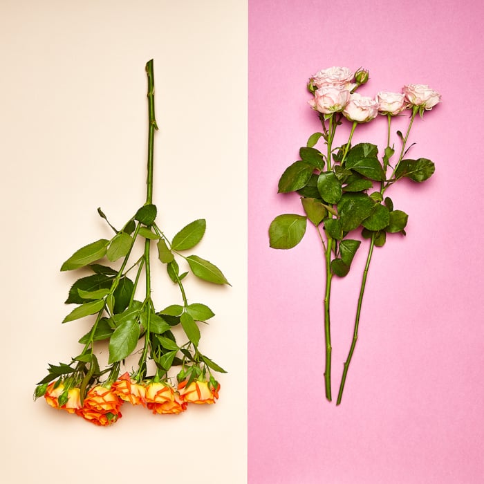 A bouquet of flowers. Pink and orange roses on a color background