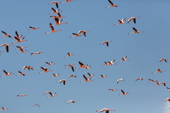 an image of a flock of flamingos in flight