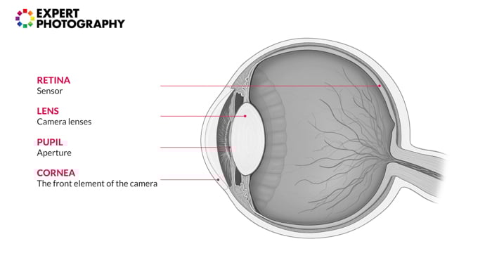 Infographic of a human eye diagram
