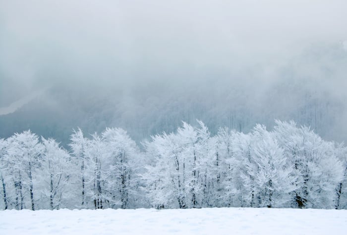 Snowy winter landscape