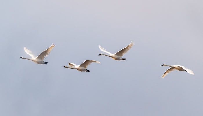 Trumpeter swans flying