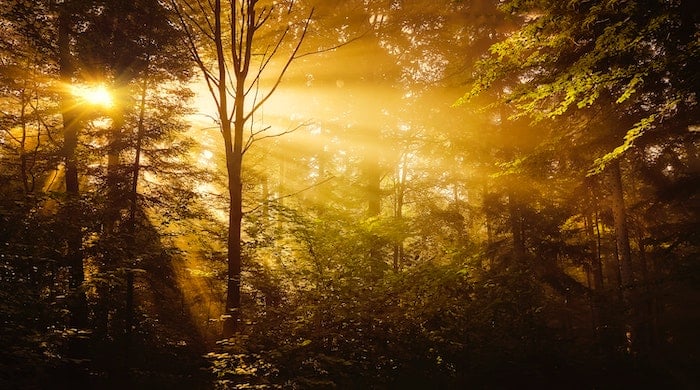 A sunny day in a wooded area, where the light filters through the trees and casts an inviting glow on the landscape.