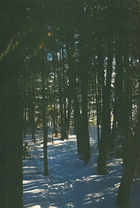 grainy image of a forest with snow