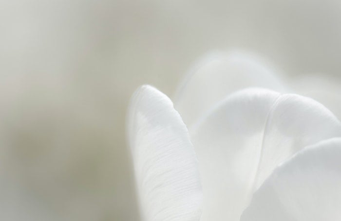Close-up macro photo of four white flower petals in focus with a blurred green background