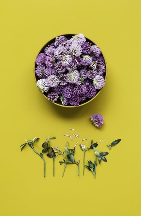 flat lay background idea: purple flowers contrasted against a yellow background