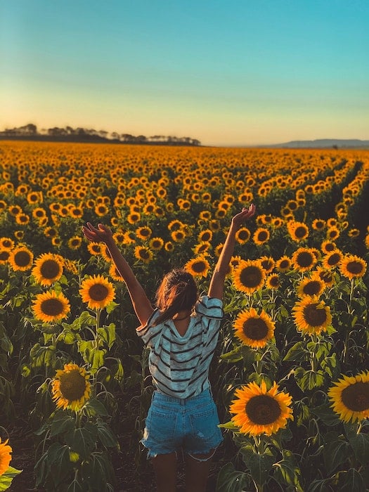 A person with back to camera and arms in the air facing toward a long sunflower field 