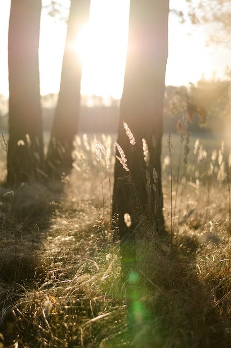 Tress and grass in dramatic light
